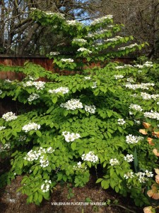 Viburnum plicatum tom. 'Mariesii'